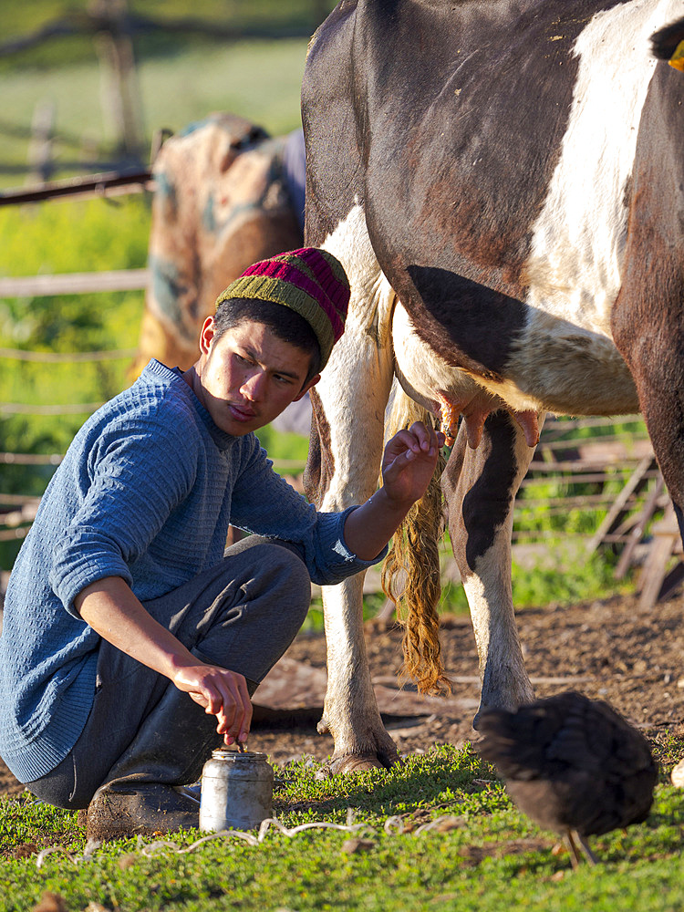 Milking a cow. A typical farm on the Suusamyr plain, a high valley in Tien Shan Mountains. Asia, central Asia, Kyrgyzstan