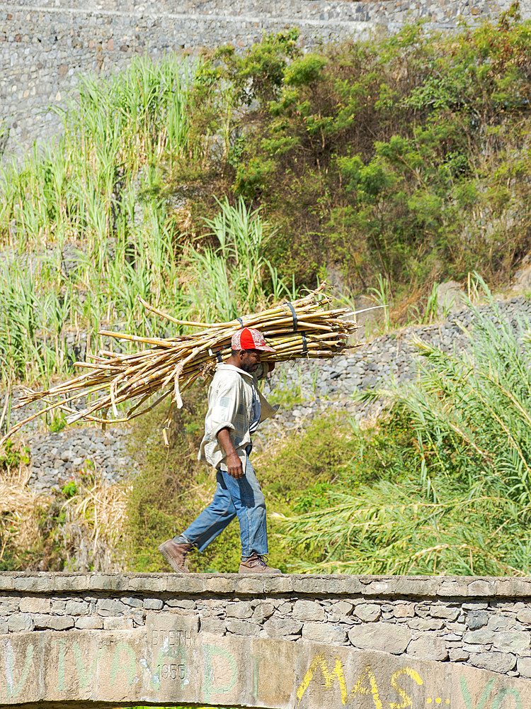 Harvesting sugarcane. Valley Ribeira do Paul on the island Santo Antao, Cape Verde in the equatorial atlantic. April