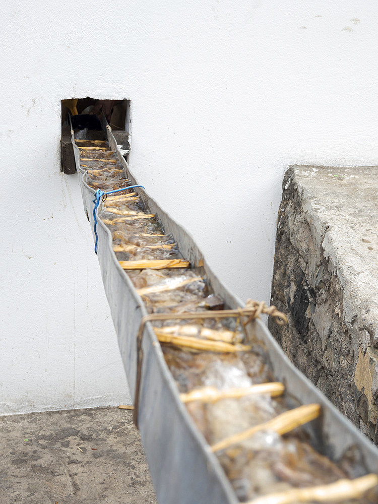 Distillery for Grogue, the local and iconic liquor produced from sugarcane. Valley Ribeira do Paul on the island Santo Antao, Cape Verde in the equatorial atlantic. April