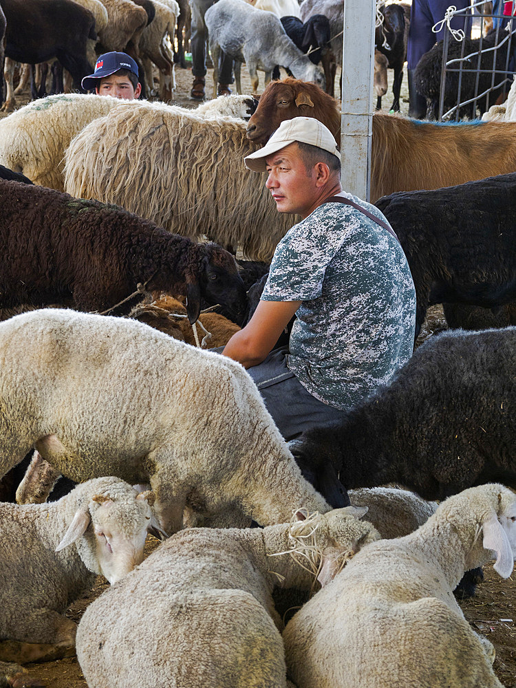 The cattle market in Tokmok, a town in the foothills of the Tien Shan close to Bishkek. Asia, central Asia, Kyrgyzstan