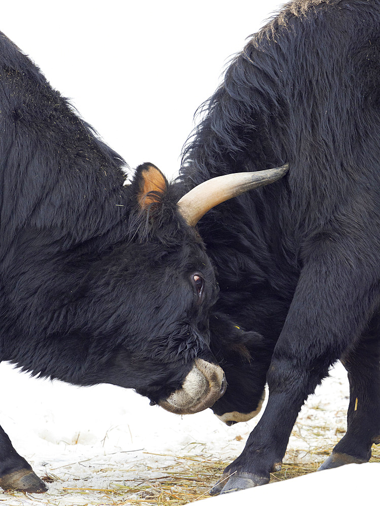 Heck Cattle (Bos primigenius taurus), an attempt to breed back the extinct Aurochs from domestic cattle. Winter in the National Park Bavarian forest (Bayerischer Wald)(enclosure). Europe, Central Europe, Germany, Bavaria, February