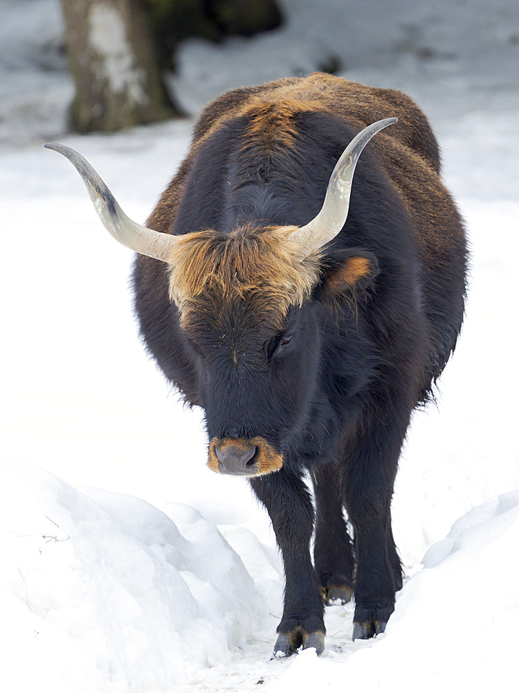 Heck Cattle (Bos primigenius taurus), an attempt to breed back the extinct Aurochs from domestic cattle. Winter in the National Park Bavarian forest (Bayerischer Wald)(enclosure). Europe, Central Europe, Germany, Bavaria, February