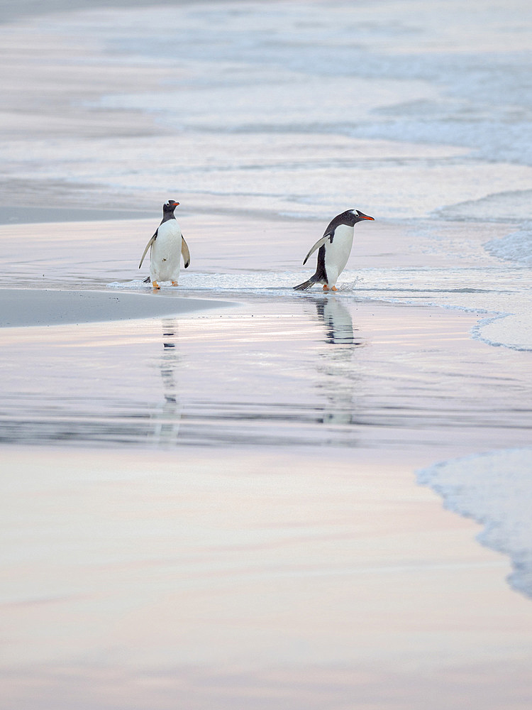 Walking to enter the sea during early morning. Gentoo Penguin (Pygoscelis papua) in the Falkland Islands. South America, Falkland, January