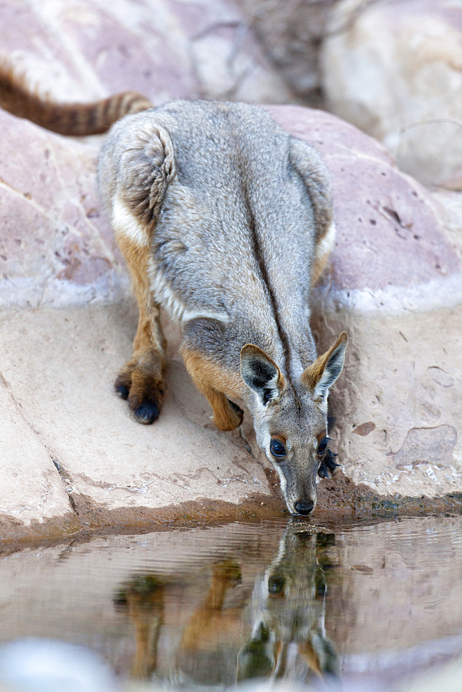 Yellow-footed rock-wallaby, Petrogale xanthopus, in the Flinders Ranges National Park in the outback of South Australia. Mother with Joey in pouch. Australia, South Australia, Flinders Ranges National Park