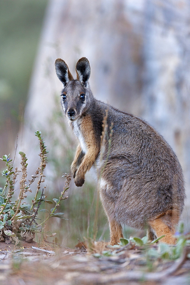 Yellow-footed rock-wallaby, Petrogale xanthopus, in the Flinders Ranges National Park in the outback of South Australia. Mother with Joey in pouch. Australia, South Australia, Flinders Ranges National Park