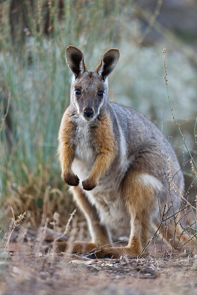 Yellow-footed rock-wallaby, Petrogale xanthopus, in the Flinders Ranges National Park in the outback of South Australia. Mother with Joey in pouch. Australia, South Australia, Flinders Ranges National Park