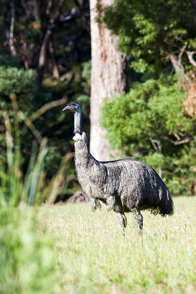 Emu (Dromaius novaehollandiae). The Emu is quite common in Australia and is also farmed commercially for meat leather and oil. Even if the Emu is similar in shape and behaviour it is only a distant relative to the African Ostrich. the emu is the biggest bird in Australia and is of mythological importance to the Aboriginies of Ausralia too. Australia, Victoria