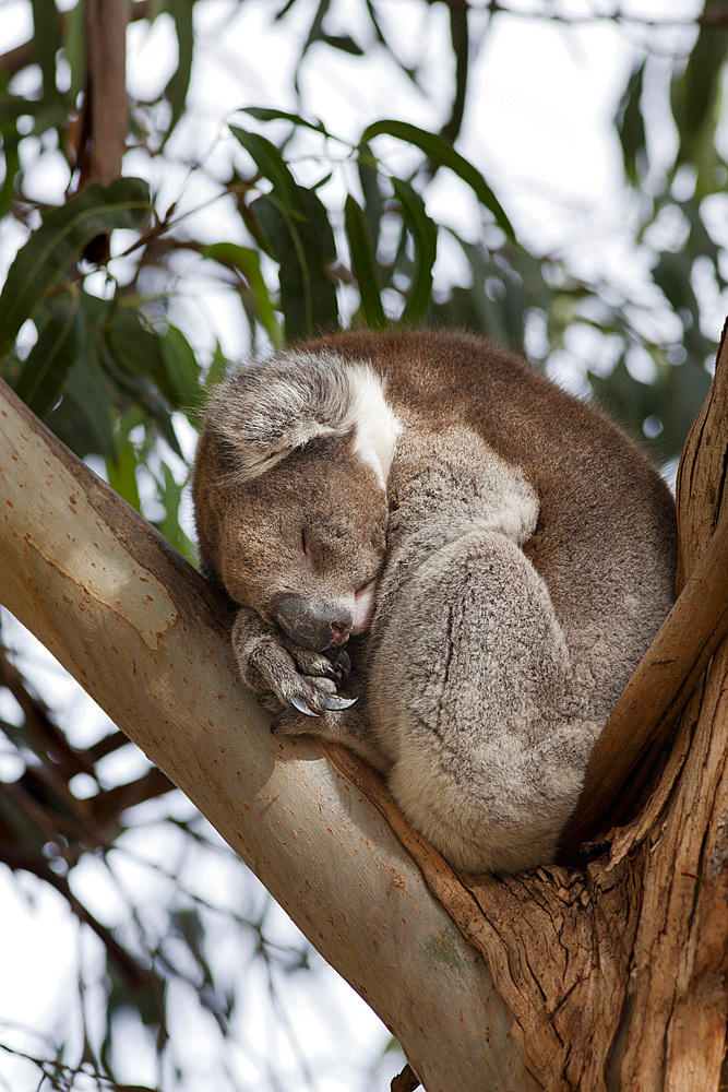 The Koala (Phascolarctos cinereus) is an iconic symbol for the wildlife of Australia. Australia, South Australia