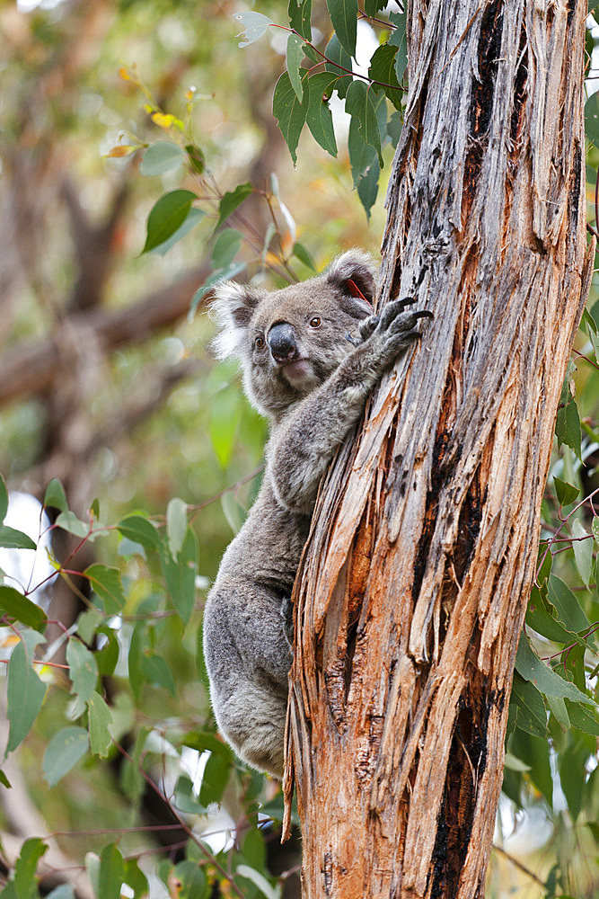 The Koala (Phascolarctos cinereus) is an iconic symbol for the wildlife of Australia. Australia, South Australia