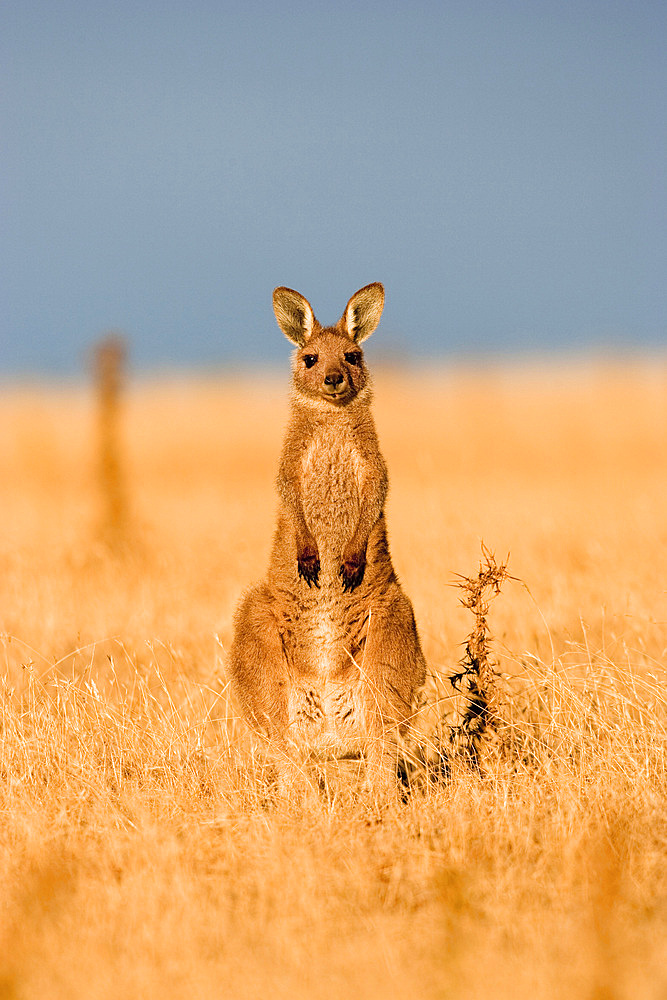 Eastern Grey Kangaroo or Forester Kangaroo (Macropus giganteus), group at sunset, Australia, Tasmania