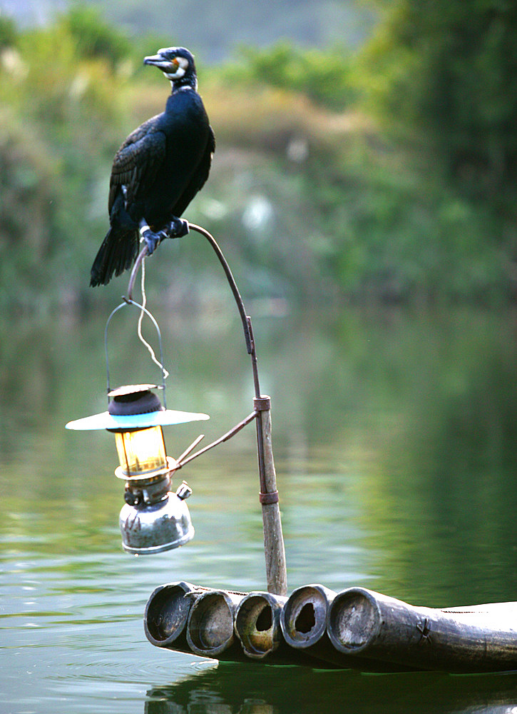 Chinese cormorant fisherman, Li River, Xingping, China, Eastern Asia