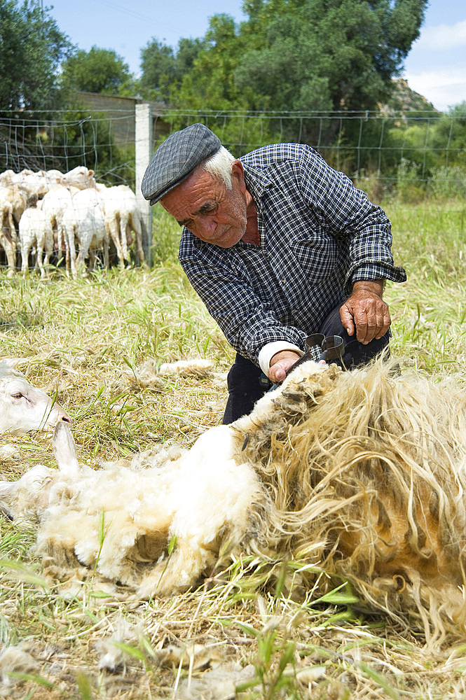 Sheep Shearing, Lotzorai and Santa Maria Navarrese, Ogliastra, Sardinia, Italy