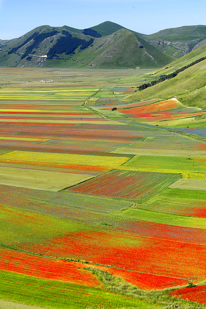 Monti Sibillini National Park, Flowering Pian Grande June, Castelluccio di Norcia, Umbria, Italy, Europe