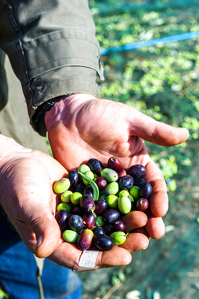 Harvesting of olives around Rome near the ancient Roman via Ardeatina, Lazio, Europe