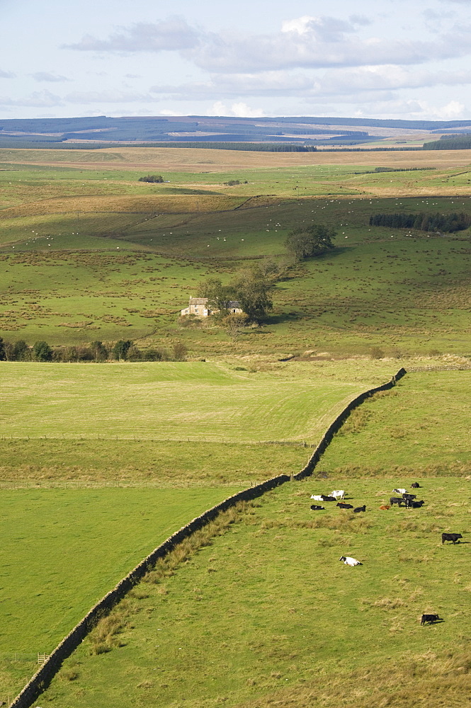 A view north from Crag Lough Heights to a Northumbrian farmstead, Hadrians Wall, UNESCO World Heritage Site, Northumberland, England, United Kingdom, Europe