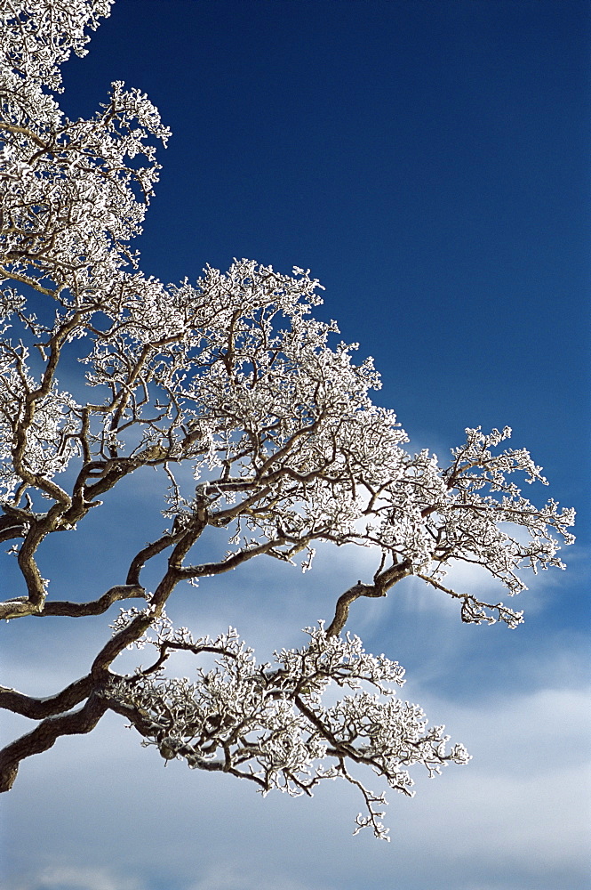 Snow on tree, Wallcrags, Northumbria, England, United Kingdom, Europe