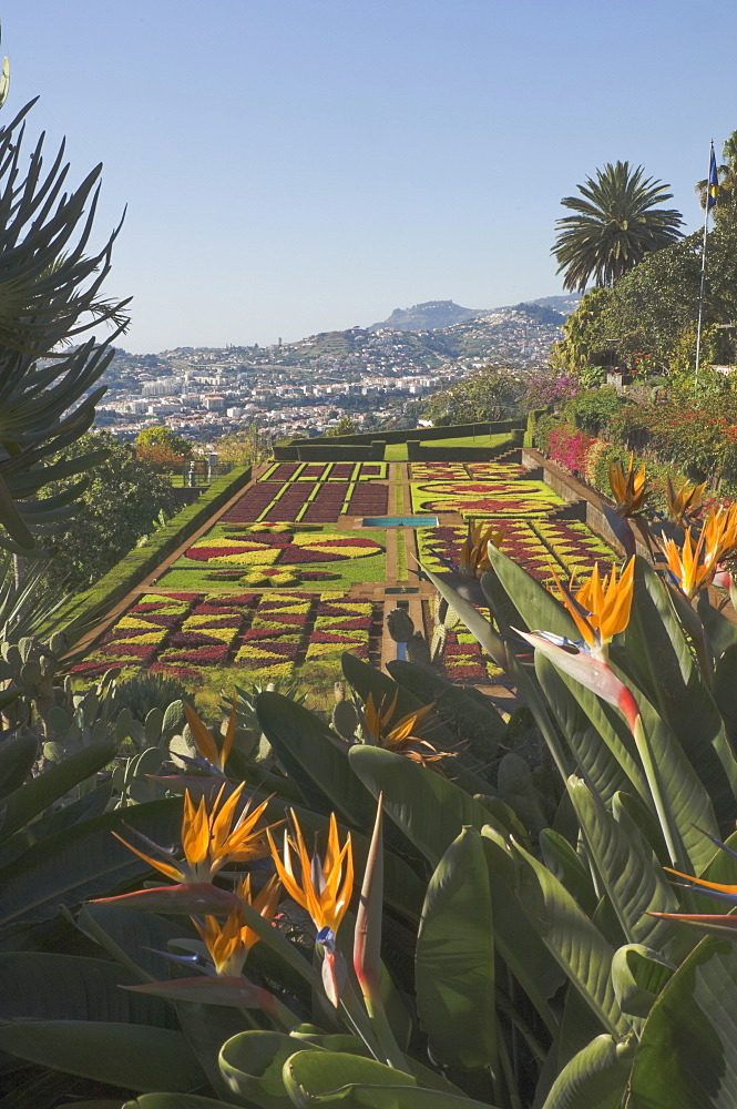 Bird of Paradise flowers, Botanical Gardens, Funchal, Madeira, Portugal, Atlantic, Europe