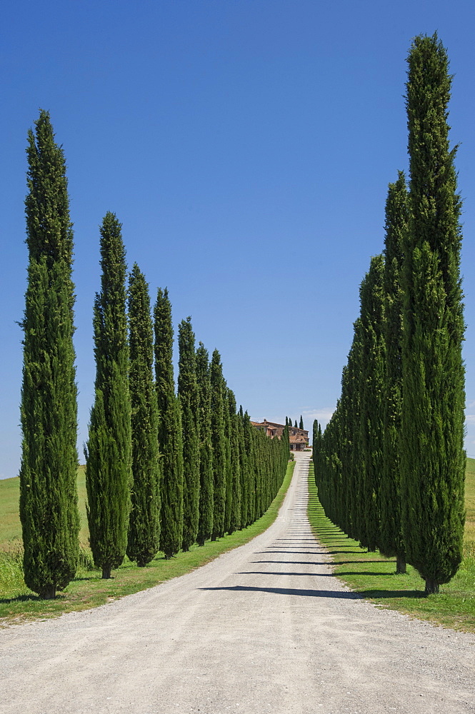 Tree lined driveway, Val d'Orcia, Tuscany, Italy, Europe 