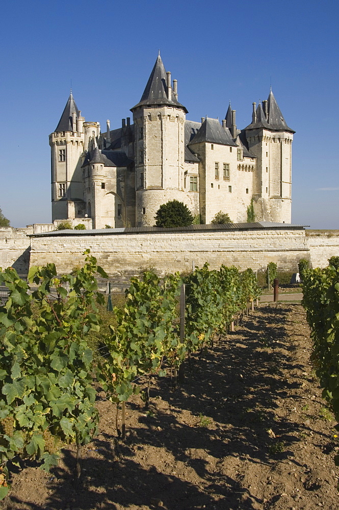 Vineyards around the Chateau de Saumur, Maine-et-Loire, Pays de la Loire, France, Europe