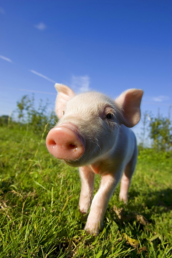 Domestic Pig, (Sus scrofa domesticus), Bynde, Nordrhein Westfalen, Germany