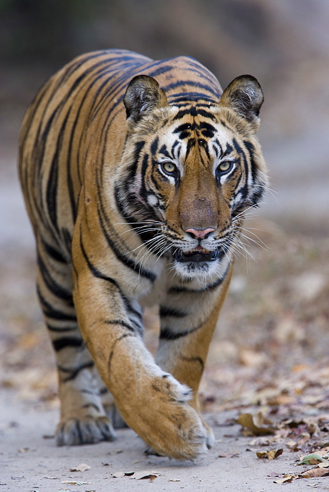 Indian tiger (Panthera tigris), Bandhavgarh Tiger Reserve, Madhya Pradesh state, India, Asia