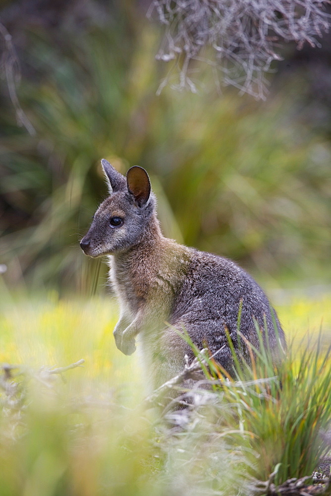 Tammar wallaby (Macropus eugenii), Kangaroo Island, South Australia, Australia, Pacific