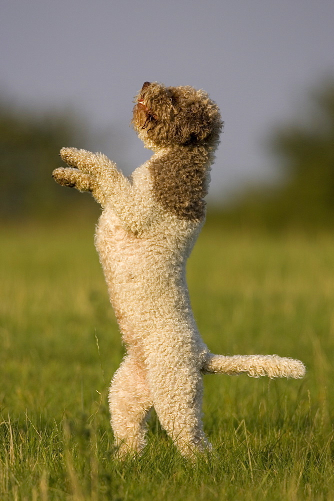 Lagotto Romagnolo, domestic dog, (Canidae), Lemgo, Nordrhein Westfalen, Germany