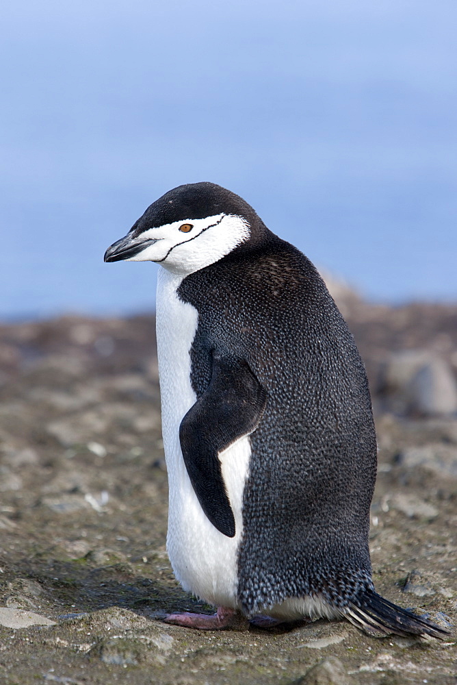 Chinstrap penguin (Pygoscelis antarctica), Aitcho Island, Antarctica, Polar Regions