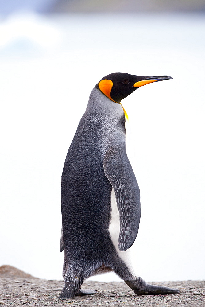 King penguin (Aptenodytes patagonicus), Gold Harbour, South Georgia, Antarctic, Polar Regions