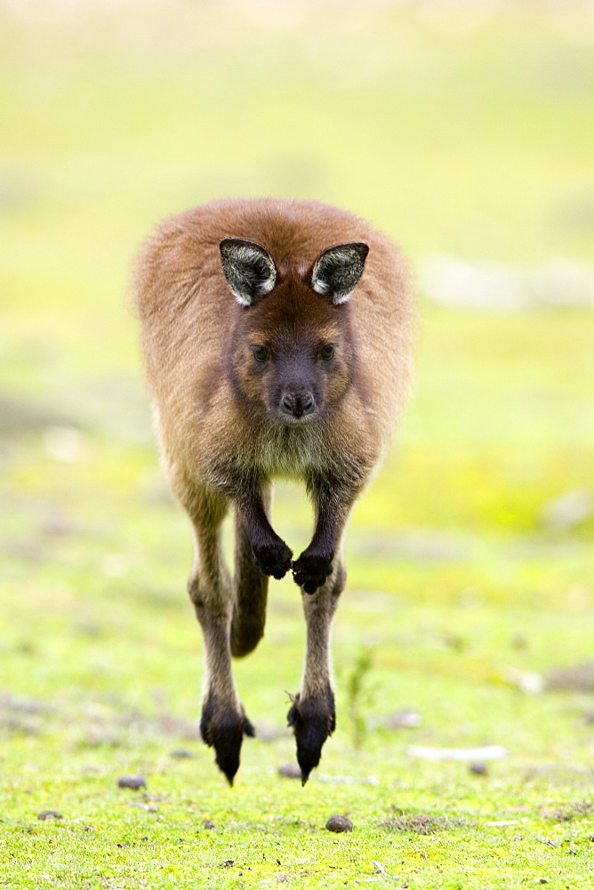 Kangaroo, (Macropus fuliginosus), Flinders Chase N.P., Kangaroo Island, South Australia, Australia