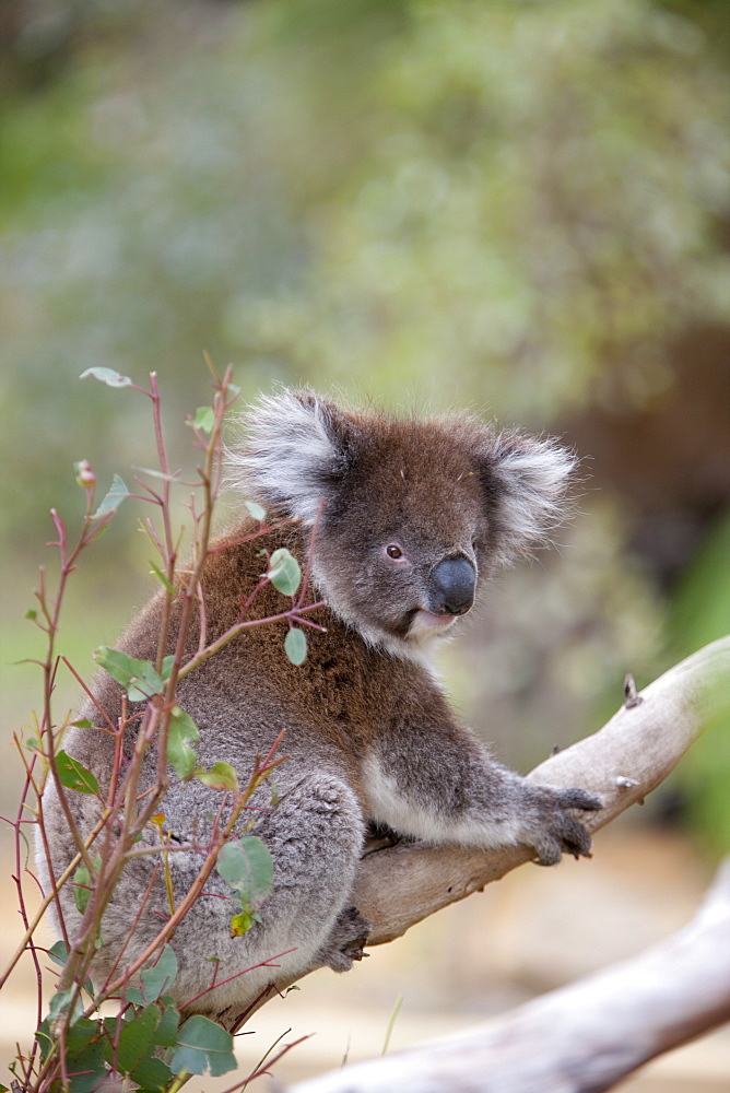 Koala (Phascolarctos cinereus), in a eucalyptus tree, Yanchep National Park, West Australia, Australia, Pacific