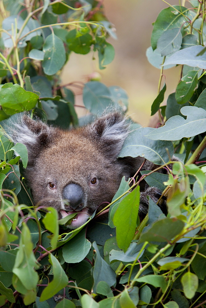 Koala (Phascolarctos cinereus) in a eucalyptus tree, Yanchep National Park, West Australia, Australia, Pacific