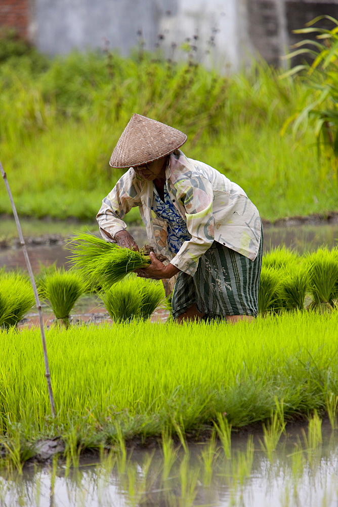 Farmer and the rice crop, Kerobokan, Bali, Indonesia, Southeast Asia, Asia