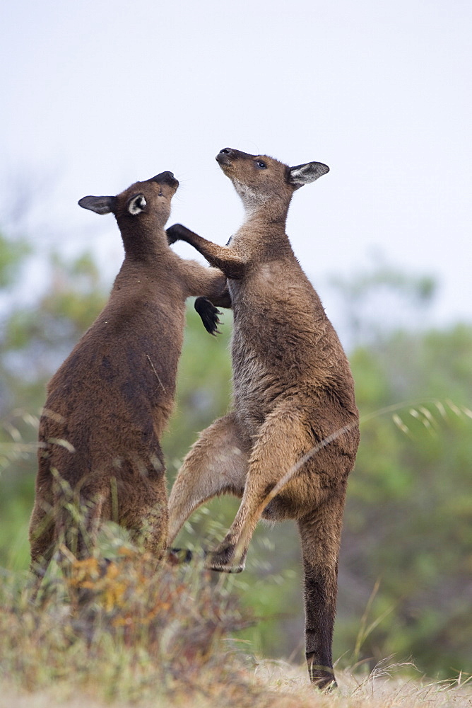 Kangaroo Island grey kangaroos (Macropus fuliginosus), Lathami Conservation Park, Kangaroo Island, South Australia, Australia, Pacific