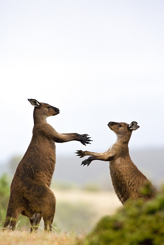 Kangaroo Island grey kangaroos (Macropus fuliginosus), Lathami Conservation Park, Kangaroo Island, South Australia, Australia, Pacific