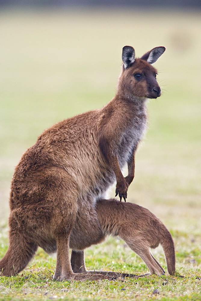 Kangaroo Island grey kangaroo (Macropus fuliginosus) with joey, Kelly Hill Conservation, Kangaroo Island, South Australia, Australia, Pacific