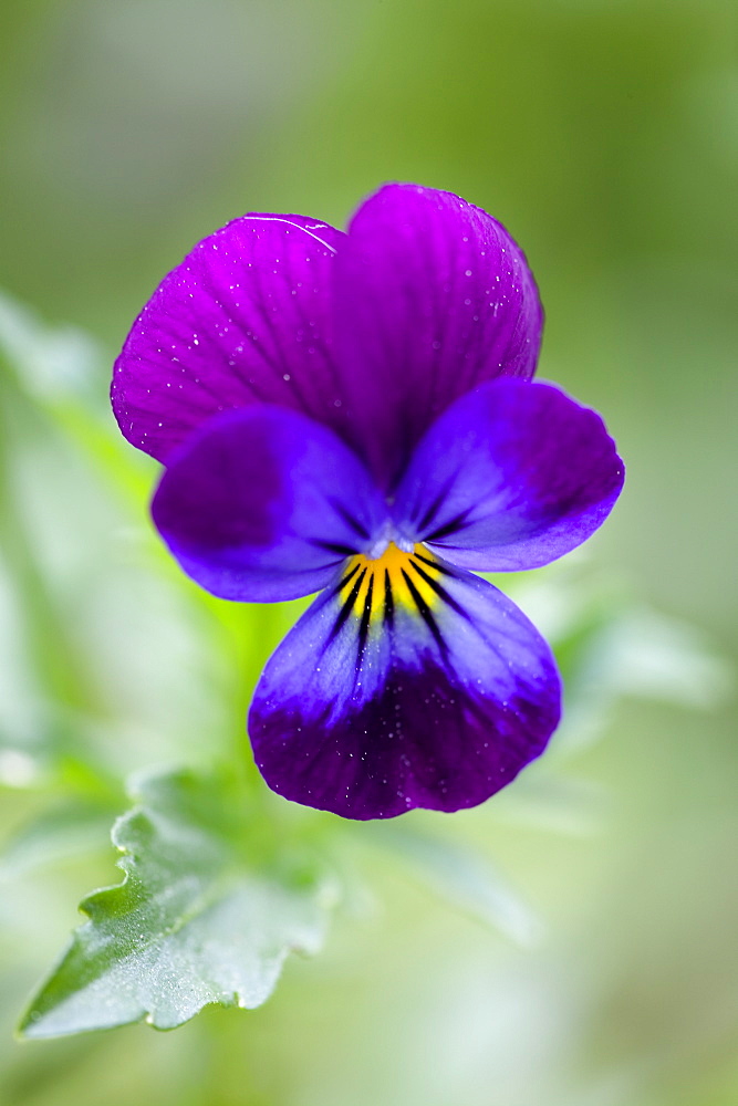 Wild Pansy, Viola tricolor, Bielefeld, NRW, Germany