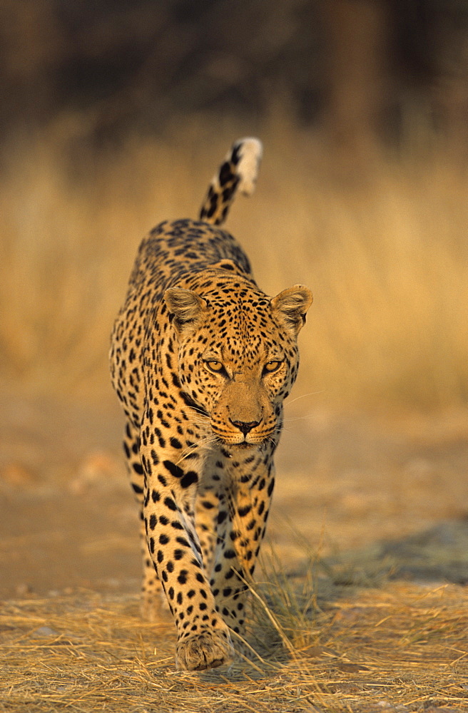 Leopard, Panthera pardus, Duesternbrook Private Game Reserve, Windhoek, Namibia