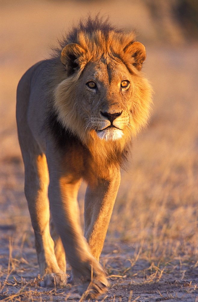 Lion, (Panthera leo), Savuti, Chobe National Park, Botswana