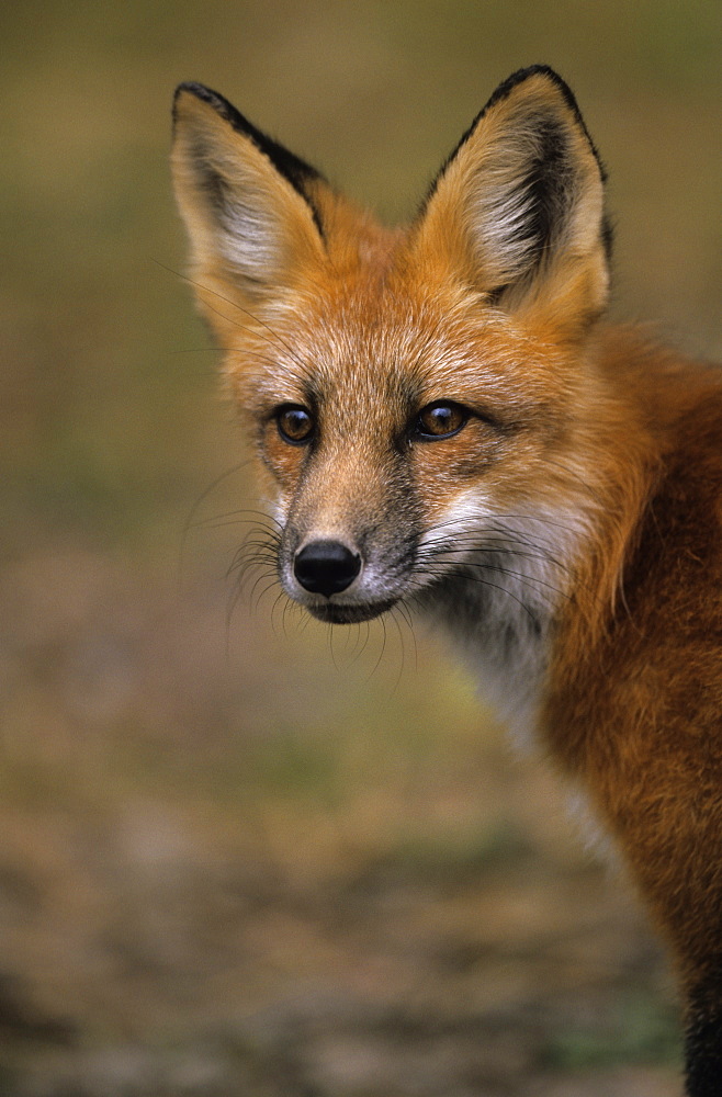 Redfox, (Vulpes vulpes), Ivanhoe Lake, Ontario, Canada