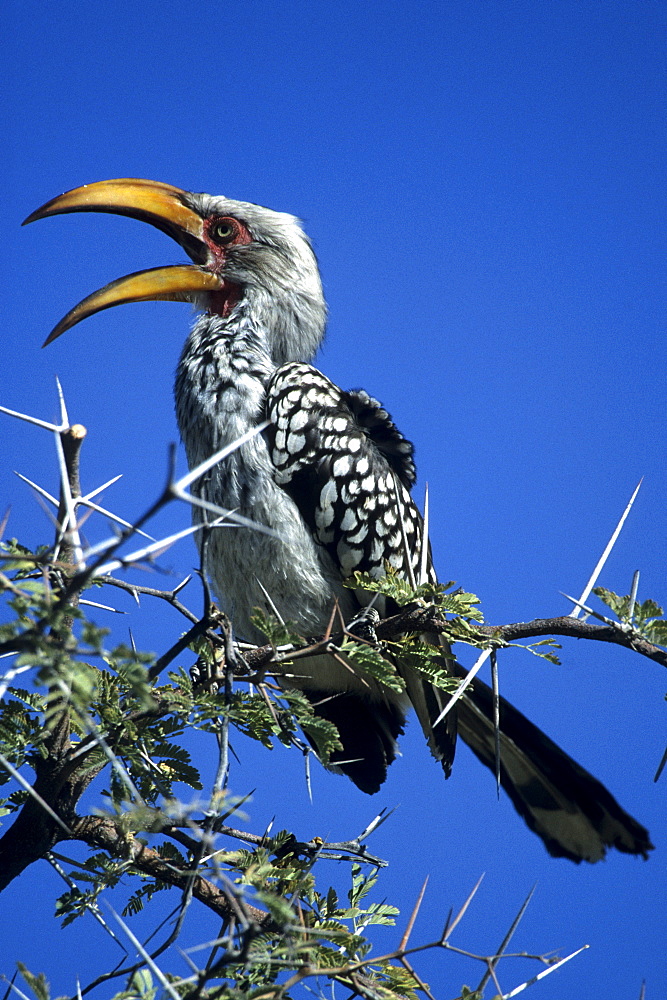 Yellow billed hornbill (Tockus flavirostris), Etosha National Park, Namibia, Africa