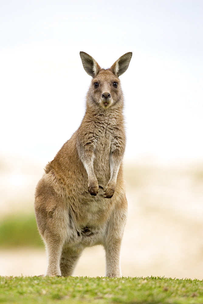 Eastern grey kangaroo (Macropus fuliginosus), Marramarang National Park, New South Wales, Australia, Pacific