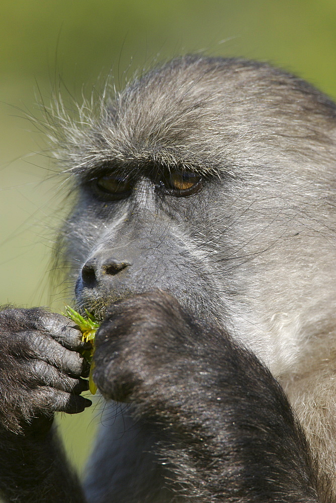 Cape baboon (Papio cynocephalus), Cape of Good Hope National Park, South Africa, Africa