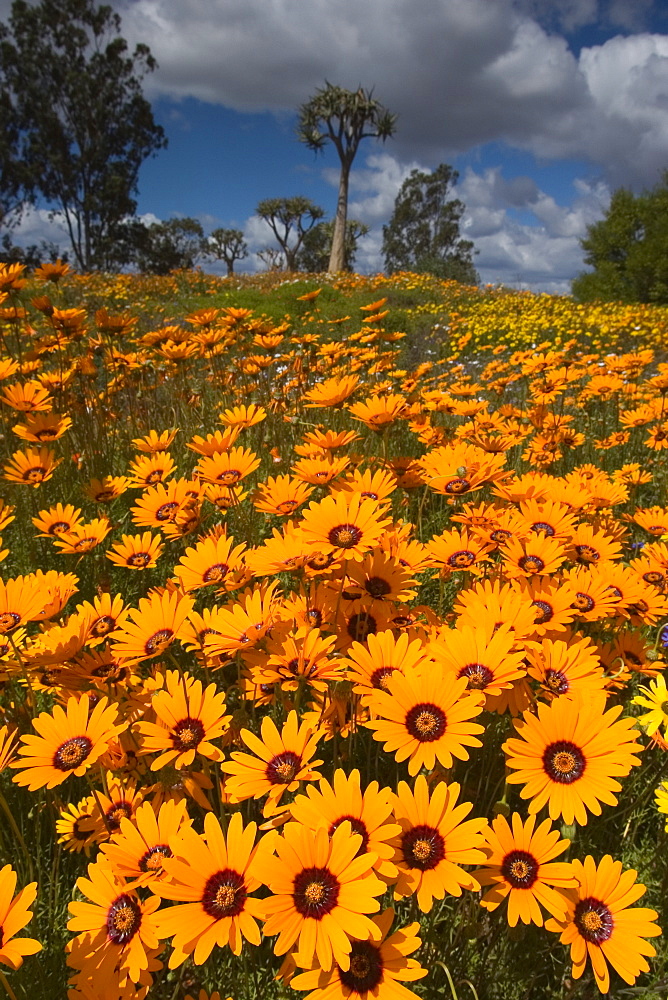 Daisy, (Asteraceae), West Coast N.P., Langebaan, South Africa