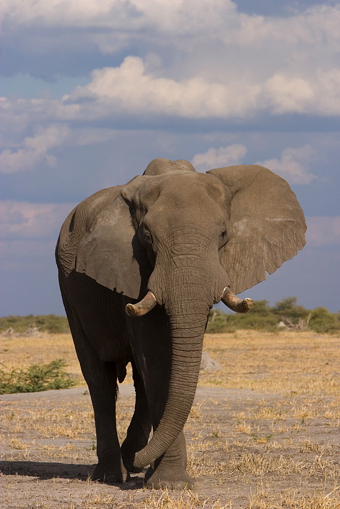 African elephant, Loxodonta africana, Savuti, Chobe National Park, Botswana, Africa