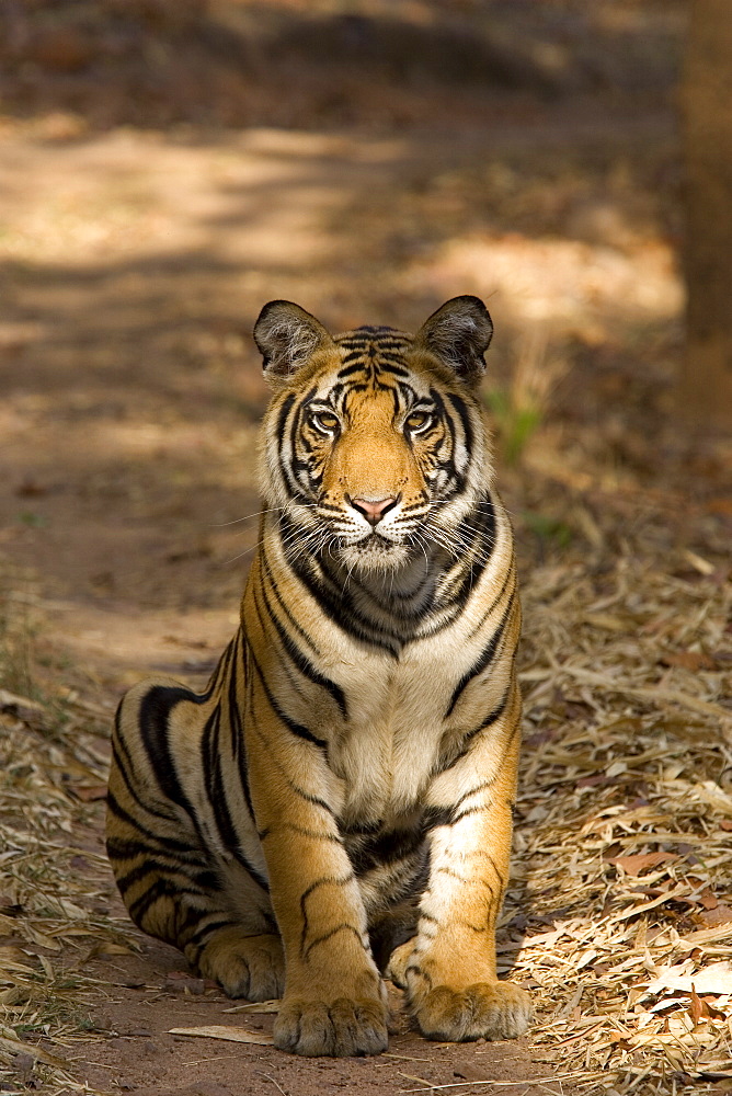 Bengal tiger, Panthera tigris tigris, Bandhavgarh National Park, Madhya Pradesh, India, Asia