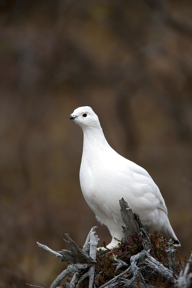 Ptarmigan, Lagopus mutus, Churchill, Manitoba, Canada, North America