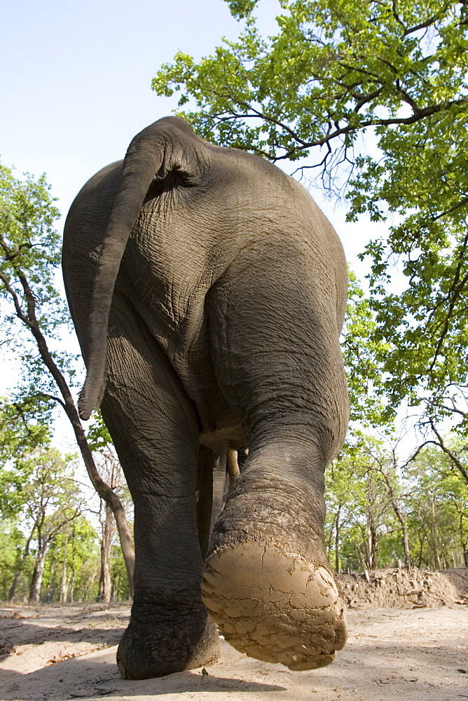 Indian elephant (Elephus maximus), Bandhavgarh National Park, Madhya Pradesh state, India, Asia