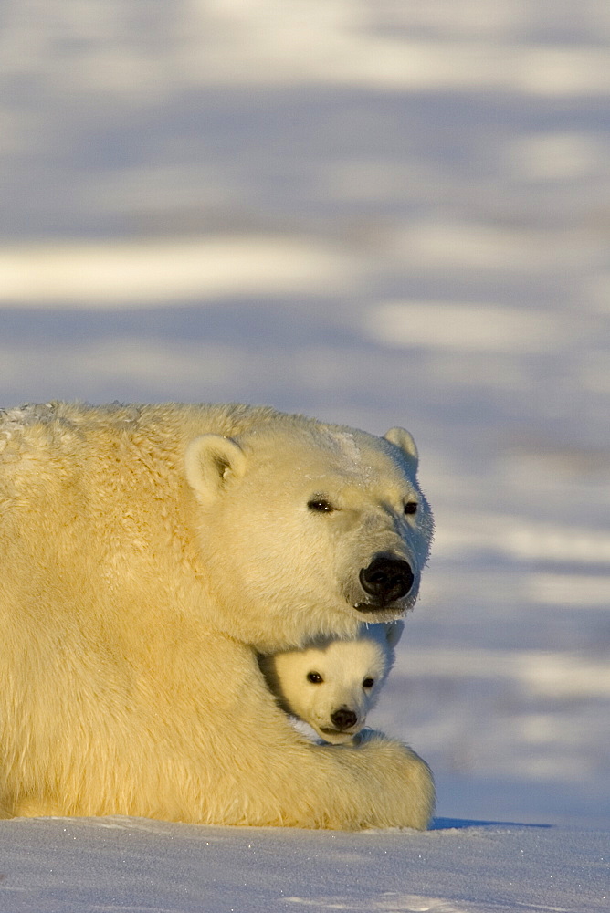 Polar Bear with cubs, (Ursus maritimus), Churchill, Manitoba, Canada