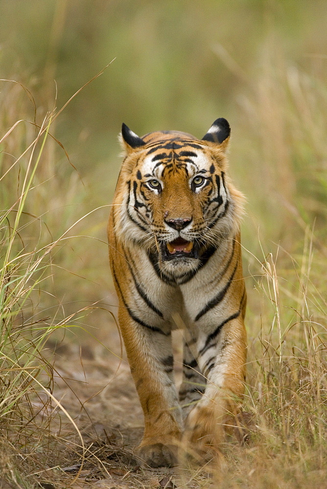 Bengal tiger, (Panthera tigris tigris), Bandhavgarh, Madhya Pradesh, India